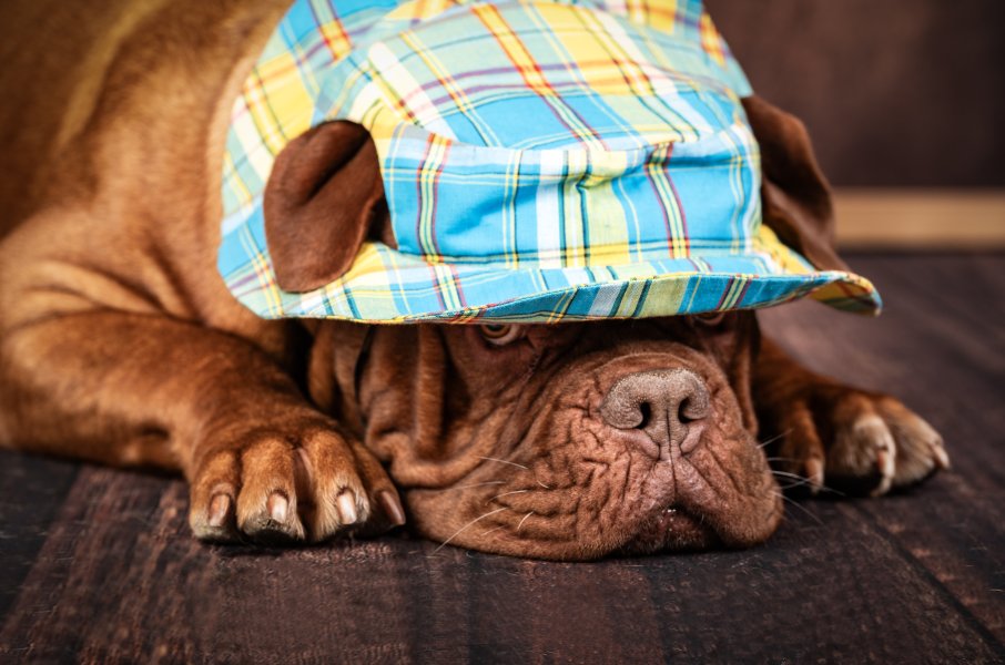 Photo chien près de Neuchâtel