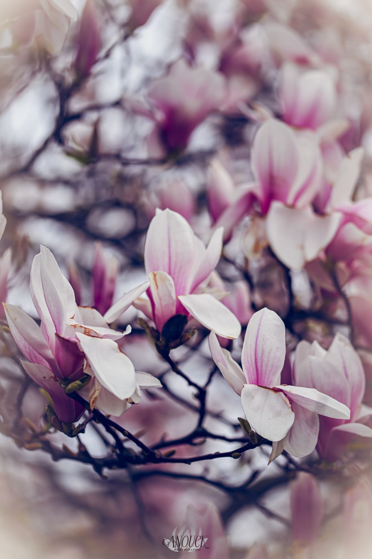 Photographie artistique à la Grande Béroche