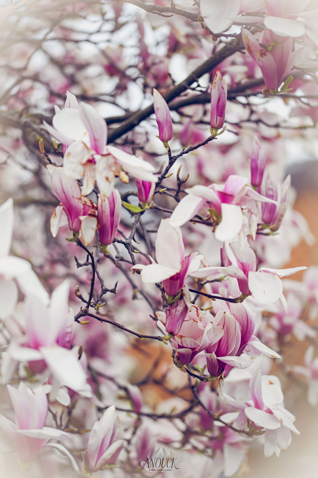 Photographe du vivant en Suisse Romande