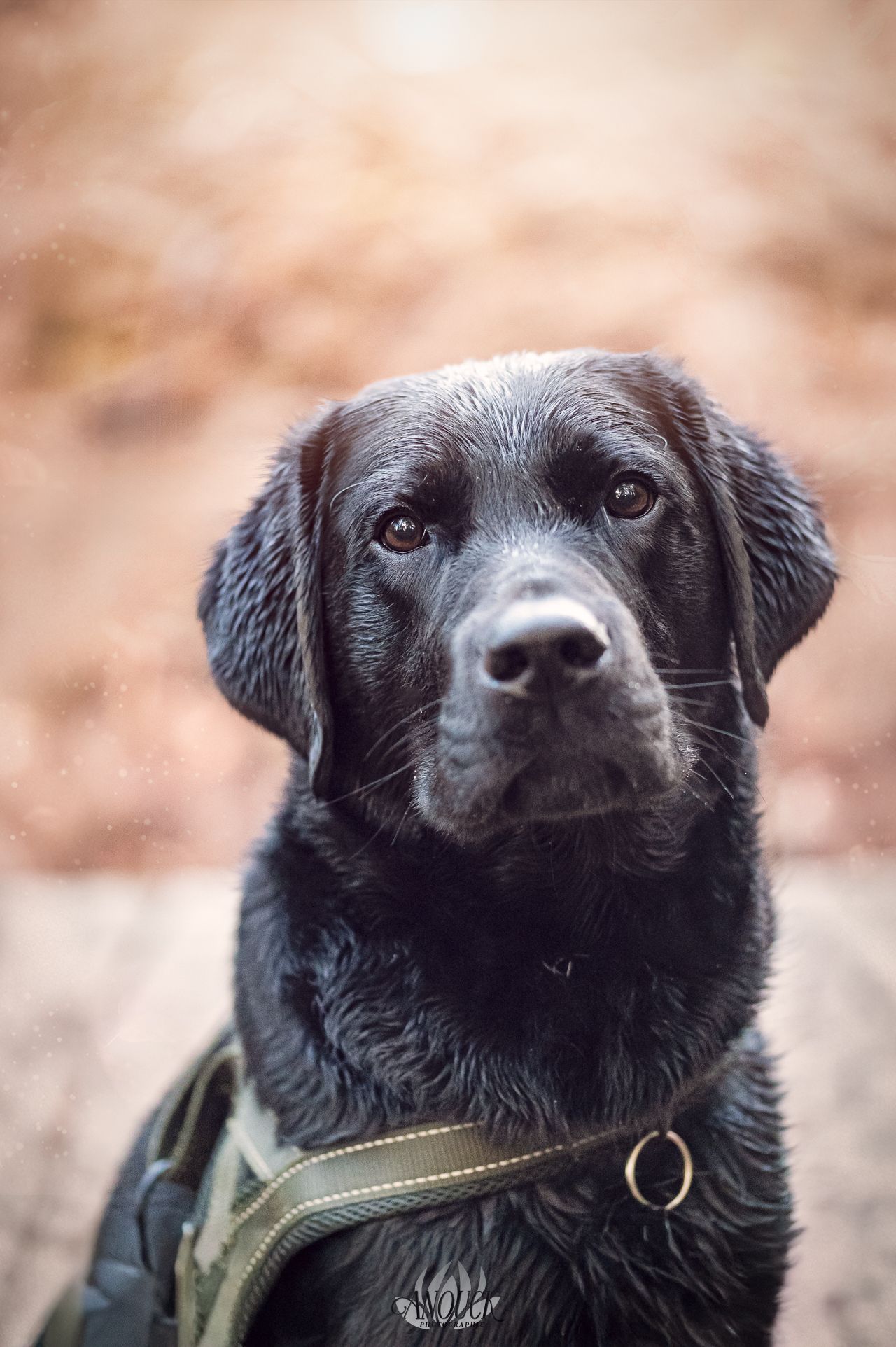 Séance photo animaux de compagnie réalisée à Gruère dans le Jura Bernois