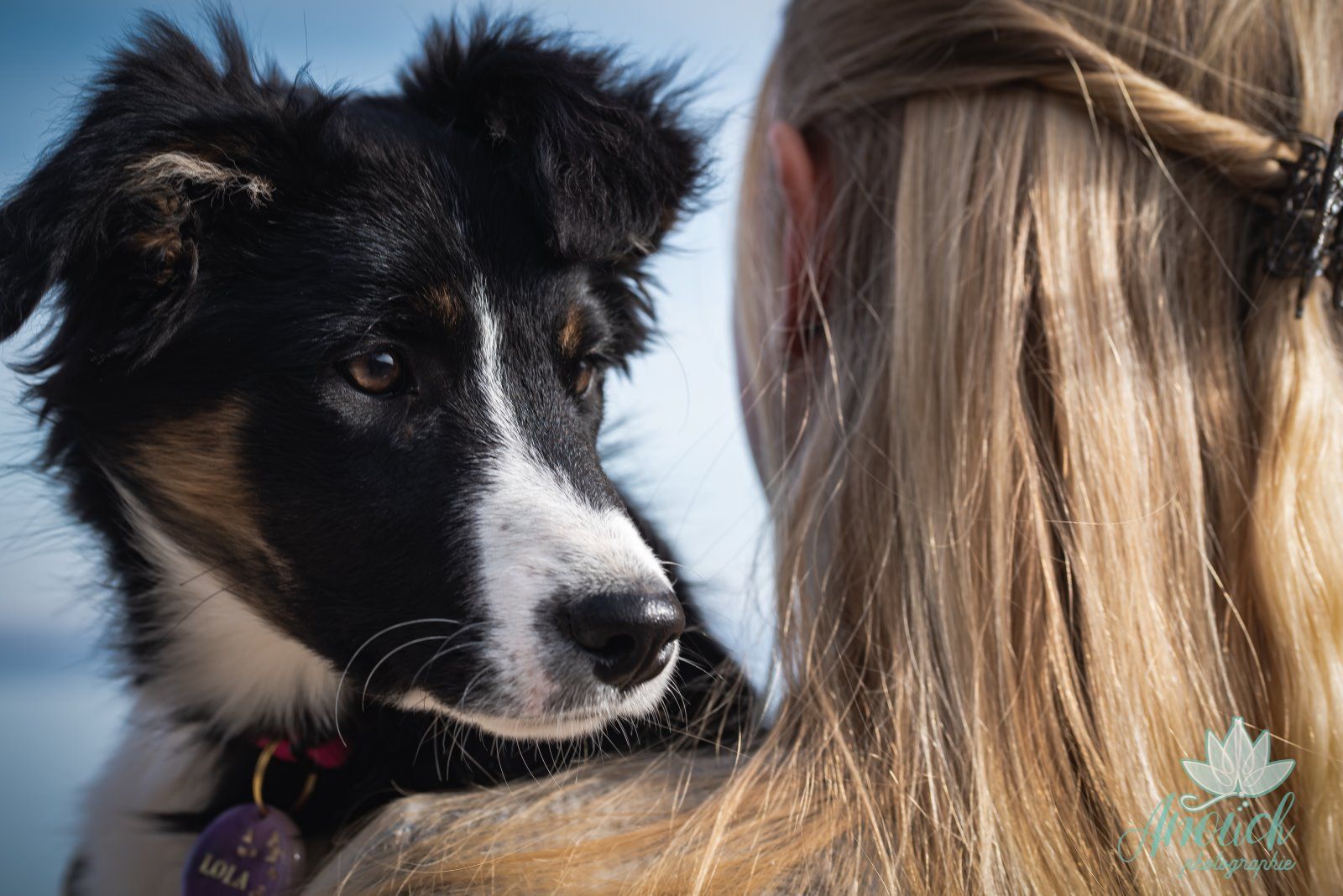 Photographie de chien réalisée à Neuchâtel