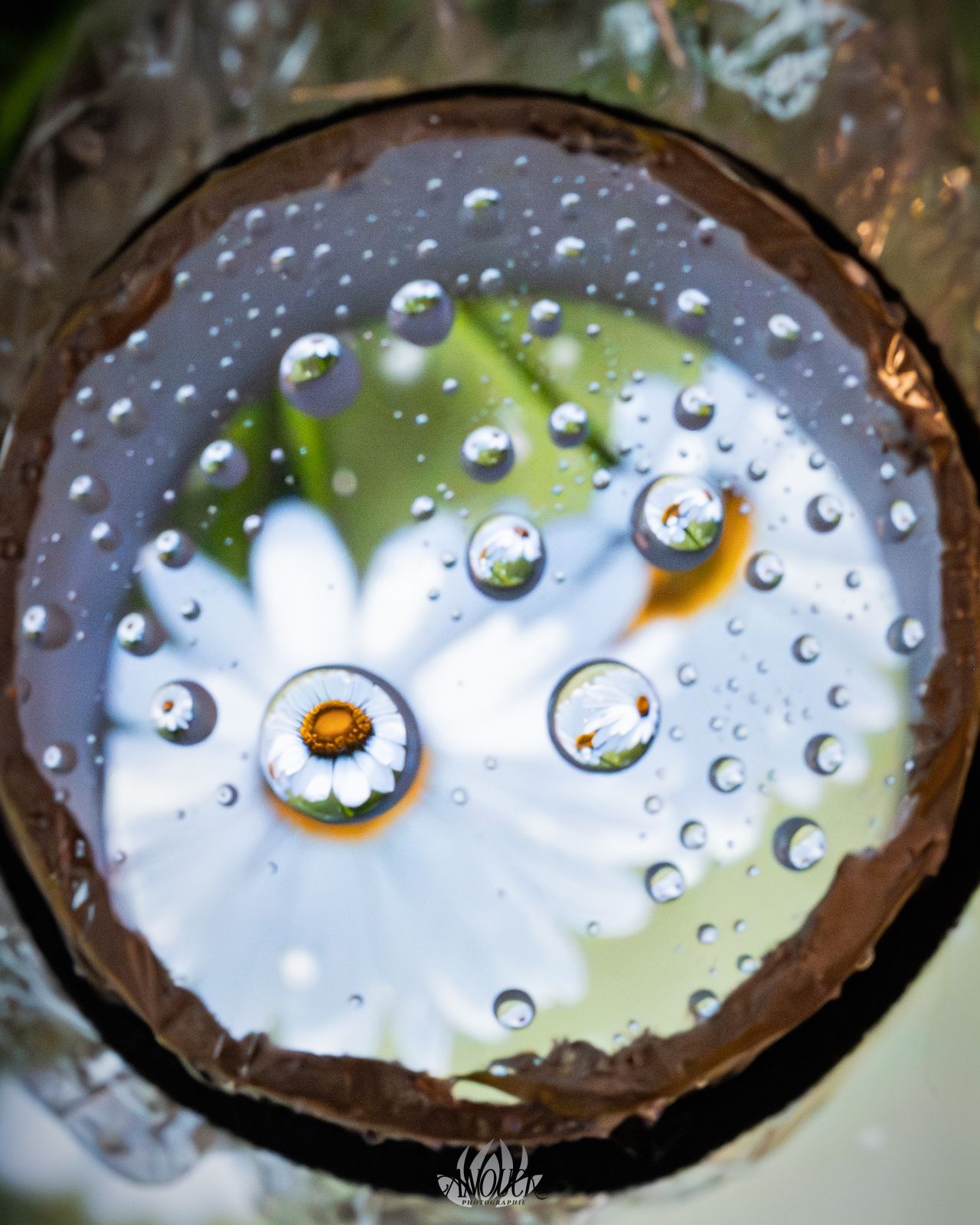 Photographe nature en Suisse Romande