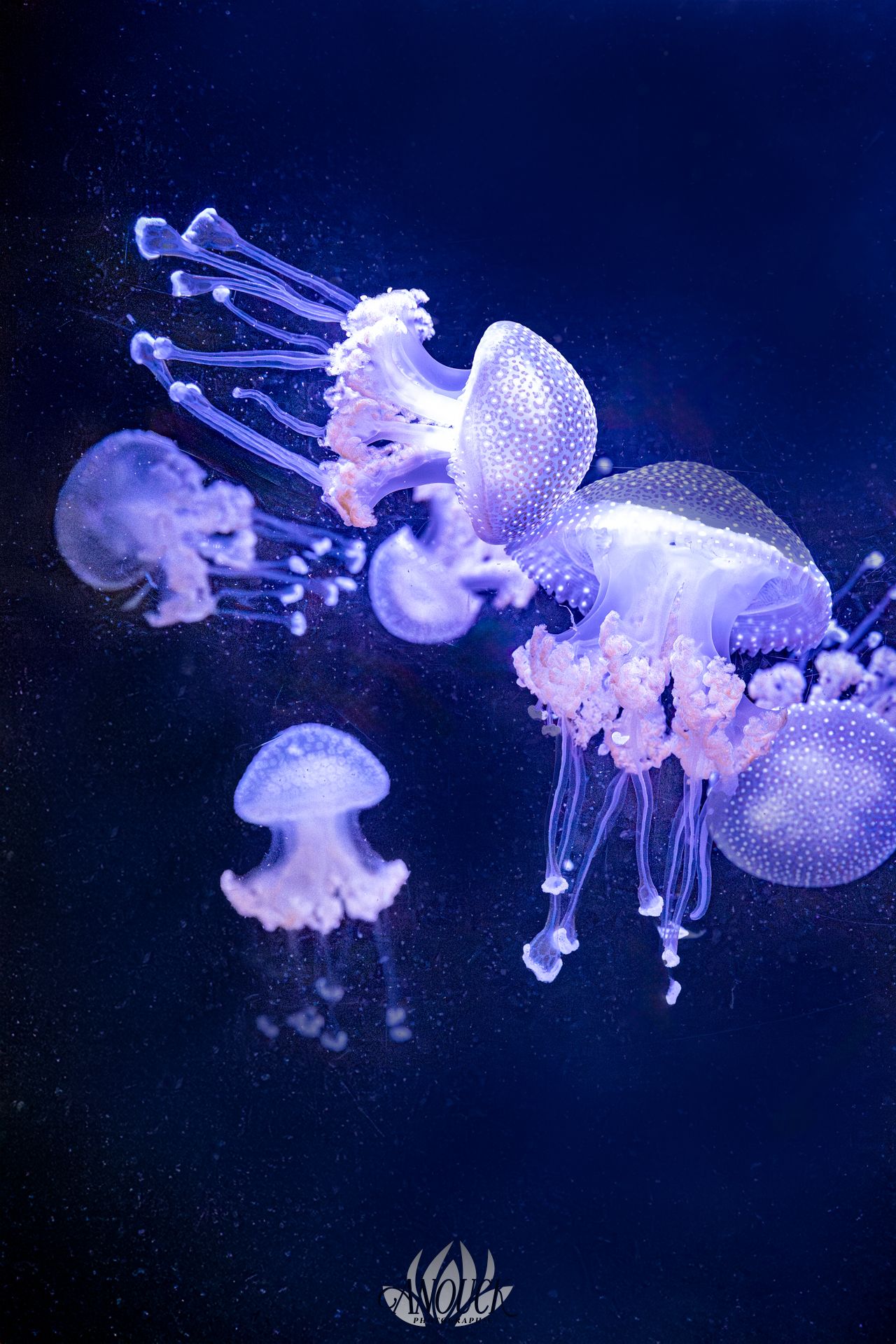 Photographe du vivant en Suisse Romande