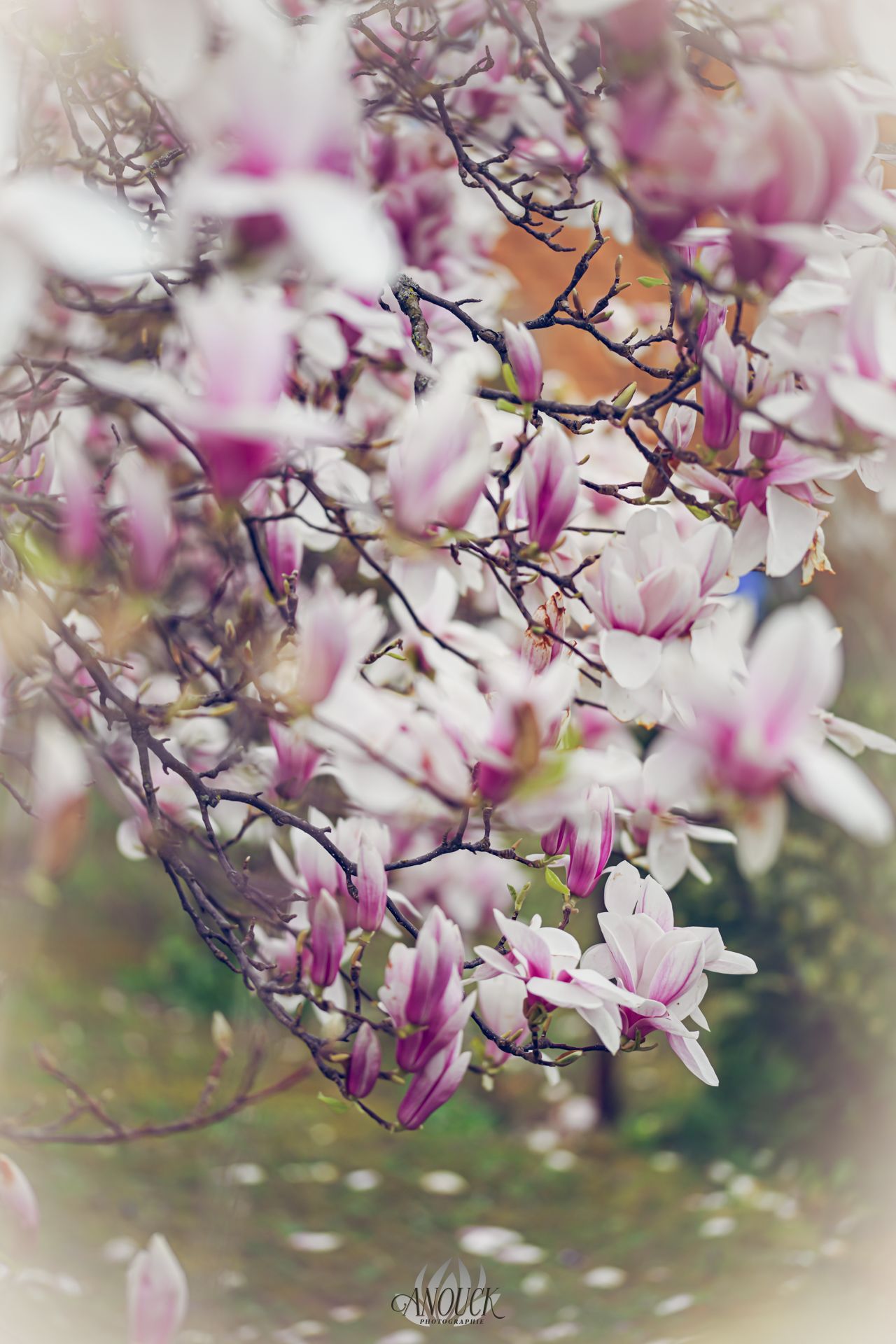 Photographe du vivant en Suisse Romande