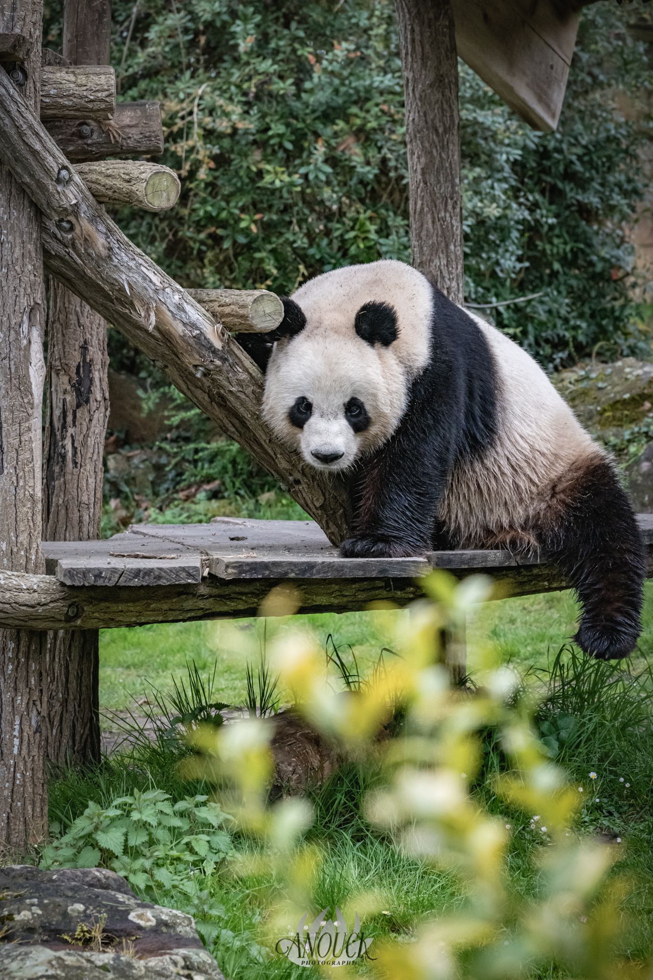 Photographe du vivant en Suisse Romande