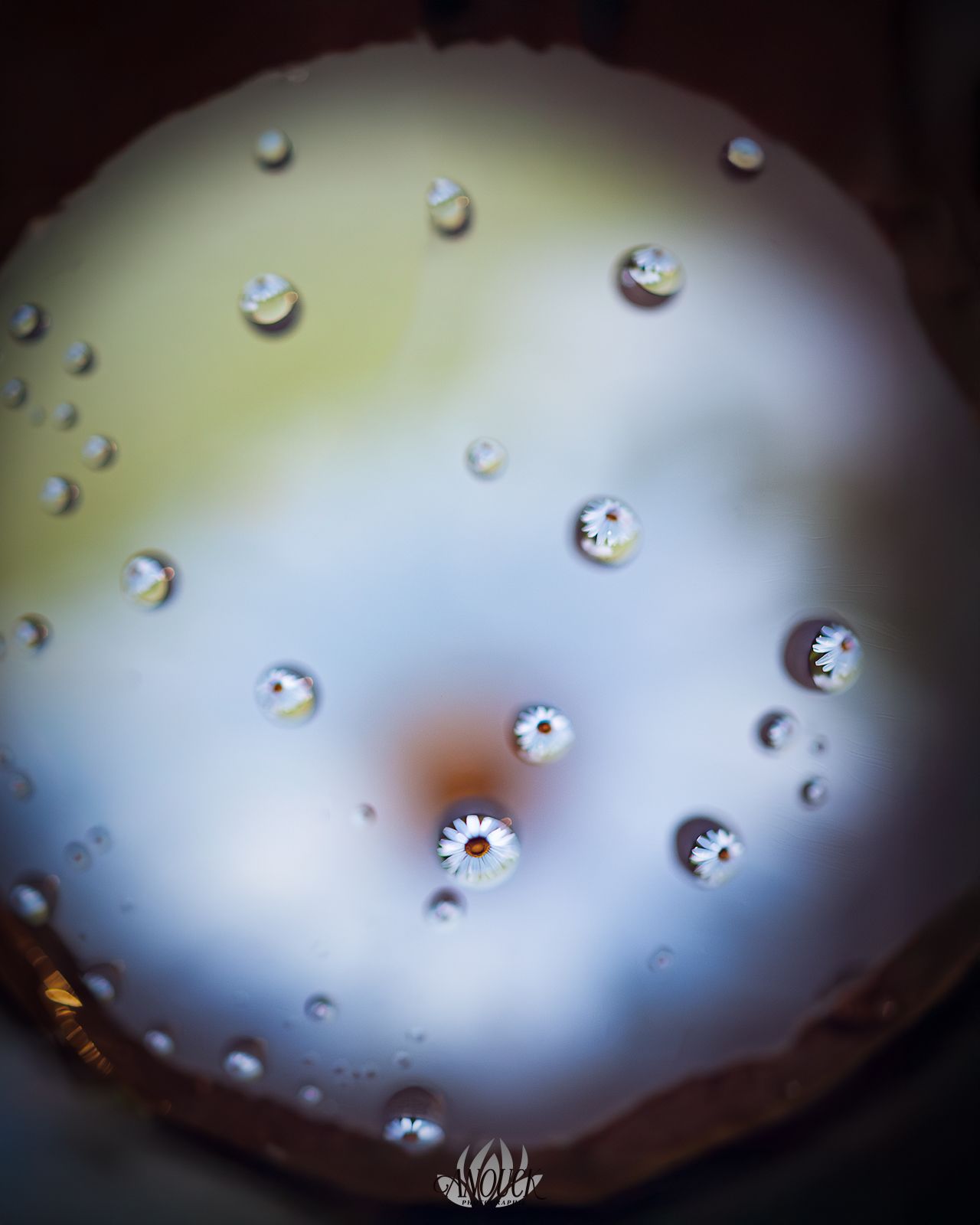 Photographe nature en Suisse Romande