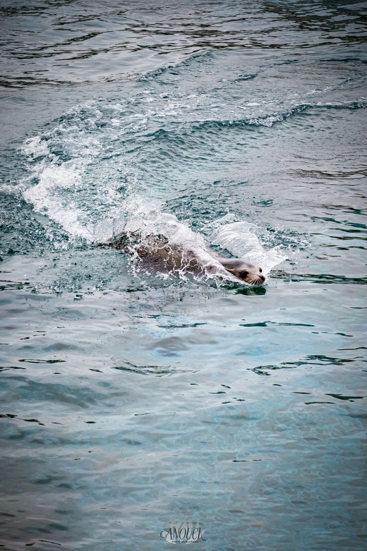 Photographe du vivant en Suisse Romande
