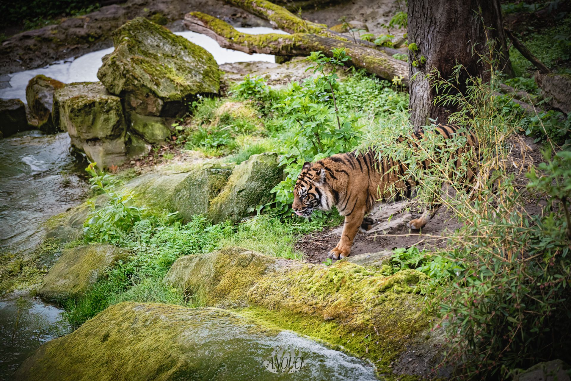 Photographe du vivant en Suisse Romande