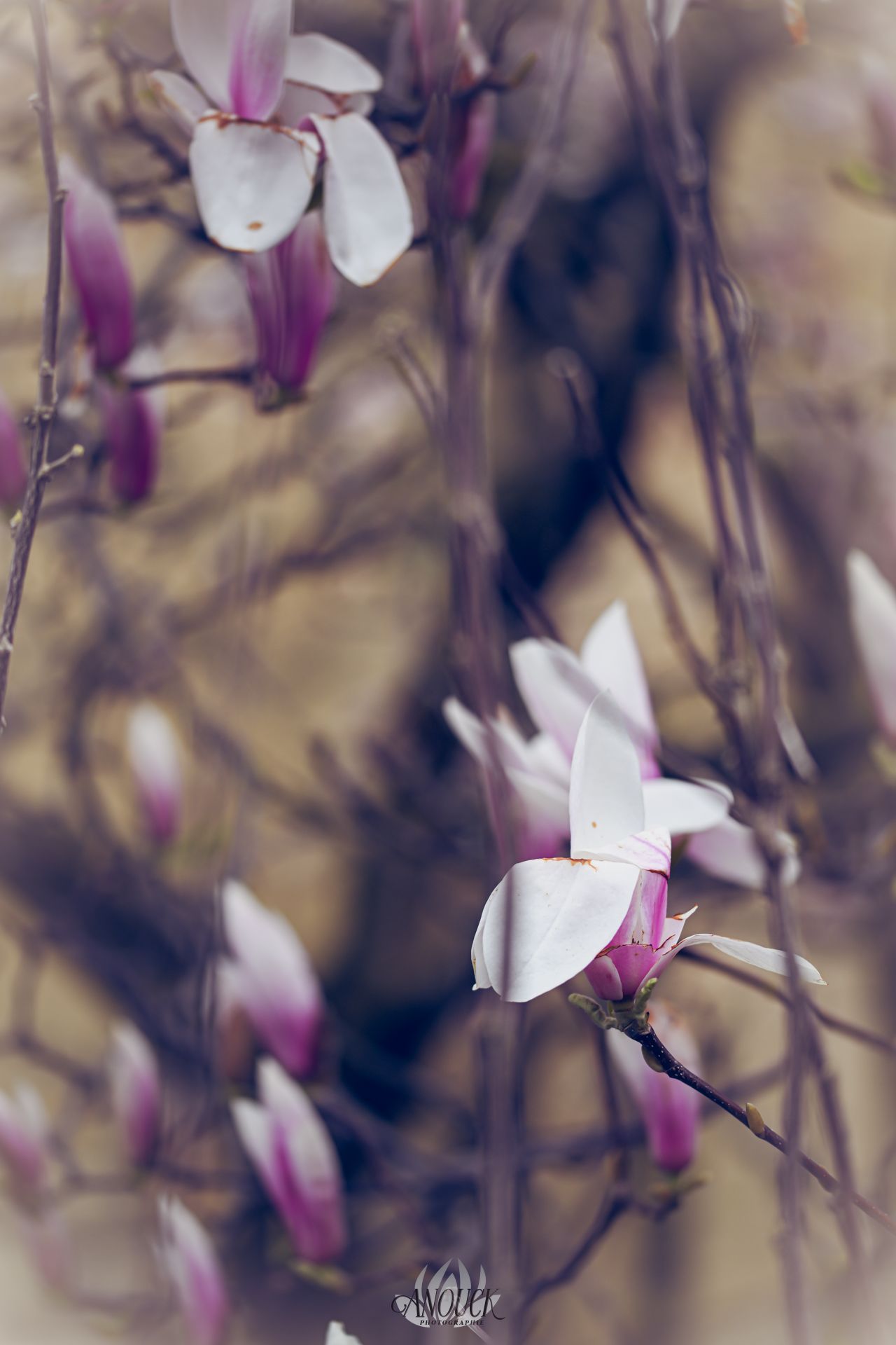 Photographe du vivant à Neuchâtel