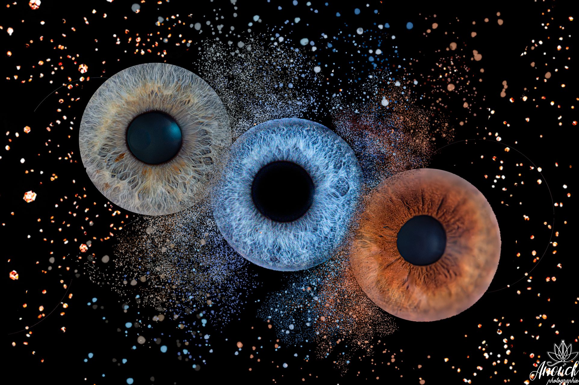 Photographie d'iris à Neuchâtel