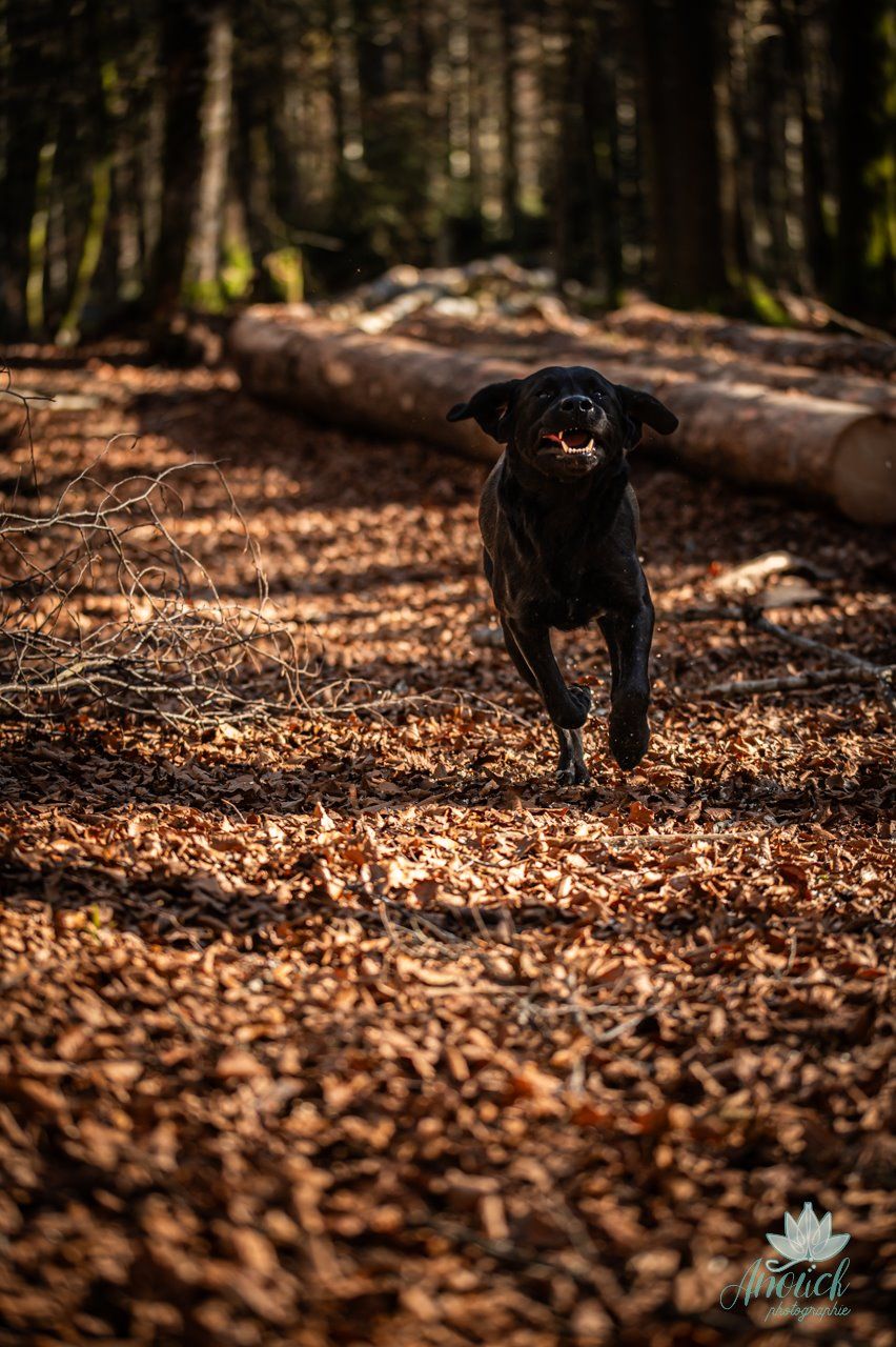 Photographie de chien réalisée à Neuchâtel