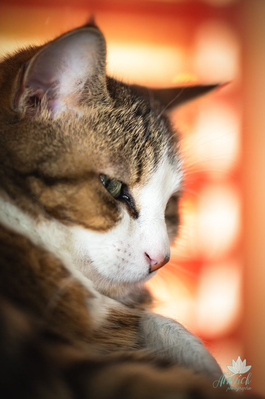 Séance photo avec un animal de compagnie à Neuchâtel