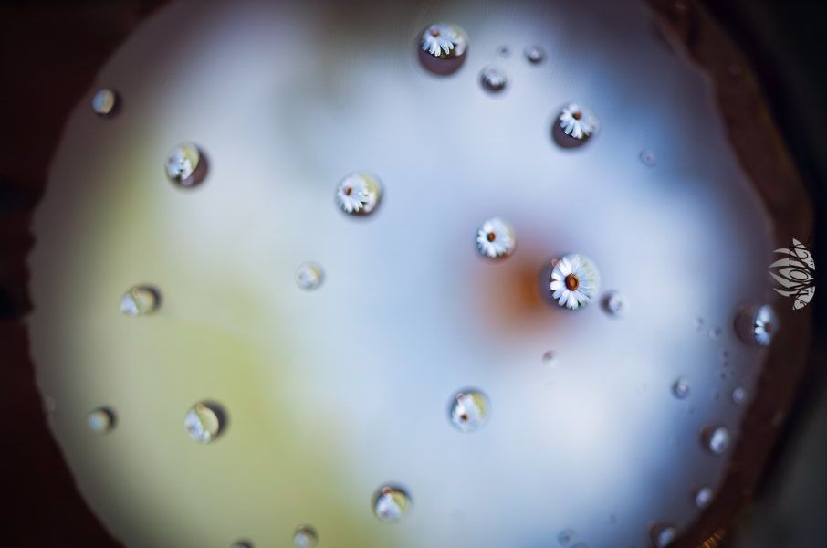 Photographie artistique nature