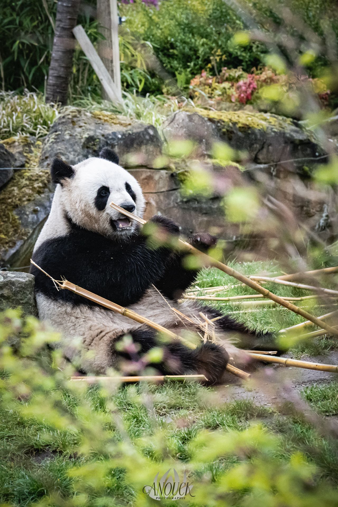 Photographe du vivant en Suisse Romande