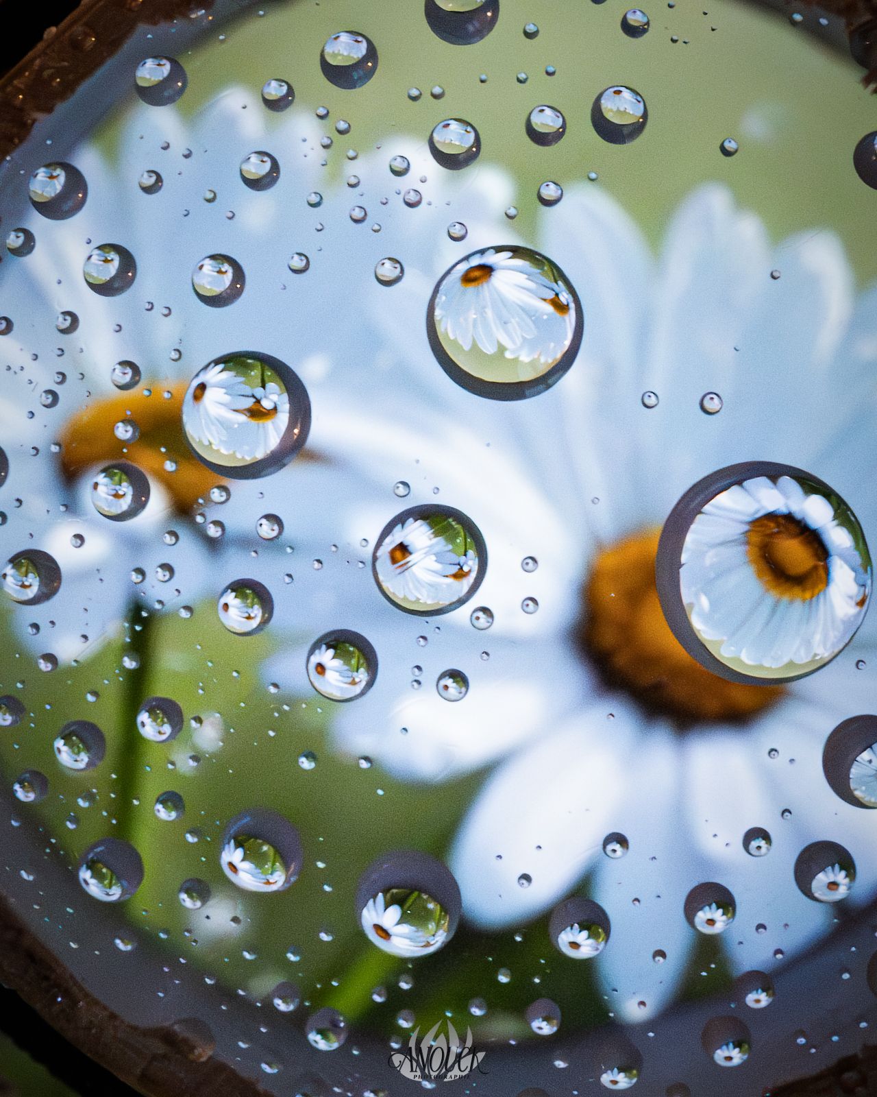 Photographe nature en Suisse Romande