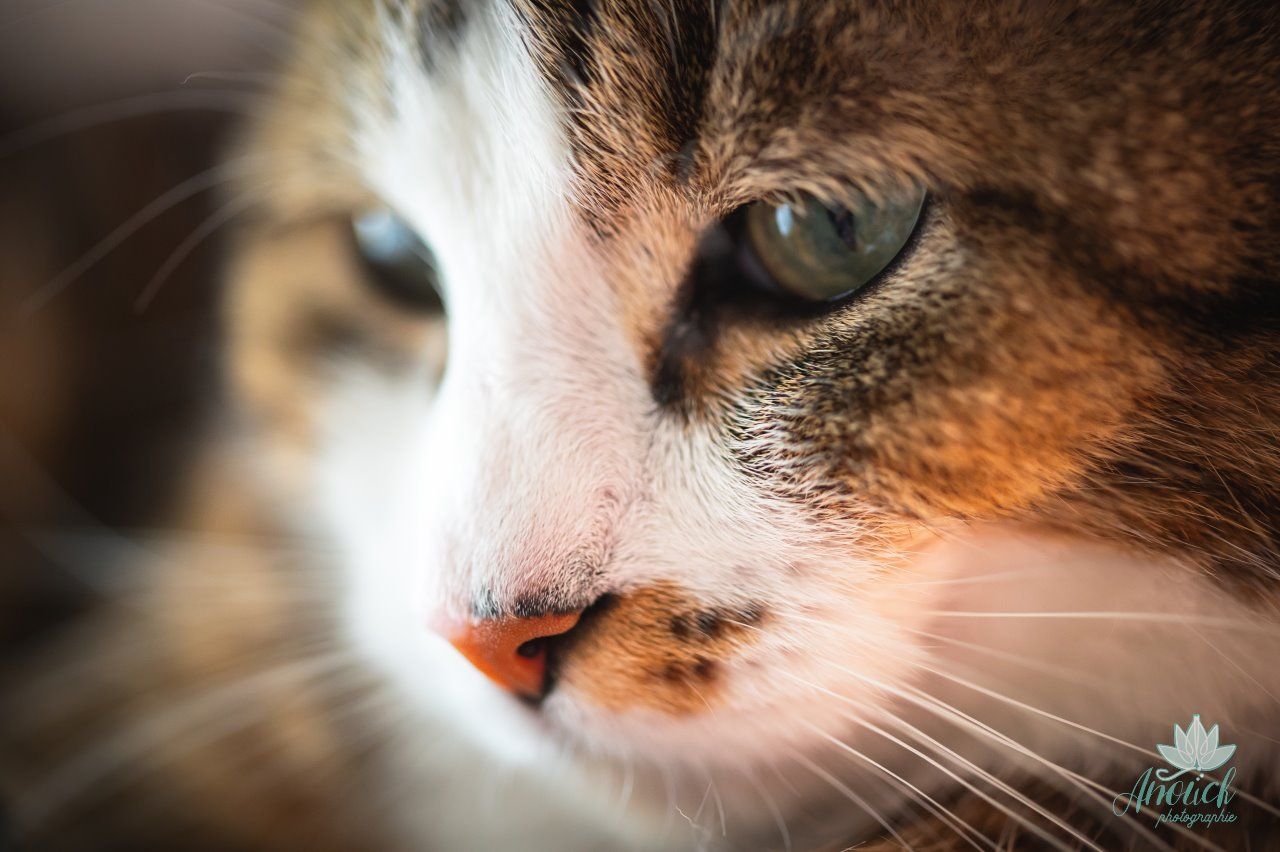 Séance photo avec un animal de compagnie en extérieur à Neuchâtel