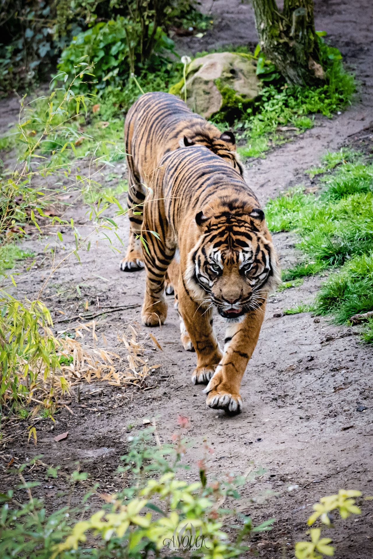 Photographe du vivant en Suisse Romande